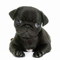 Image result for Cute Black Pug Pictures