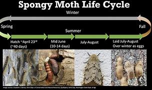 Image result for Spongy Moth Map