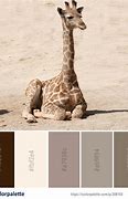 Image result for Giraffe Color