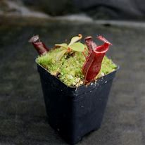 Image result for Nepenthes Muluensis X Lowii