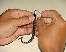 Image result for Worm Hook Rig