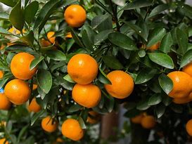 Image result for Mandarin Plant