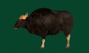 Image result for Gaur vs Bison