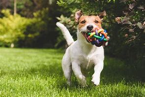 Image result for Hollow Ground Kennels