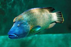 Image result for Ikan Udun Laut