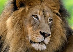 Image result for Pictures of African Male Lions