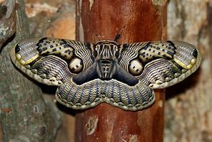 Image result for Australian Moth