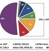 Image result for Cullin Protein Structure