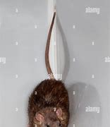 Image result for Cornered Rat Meme