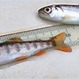 Image result for Adult Chinook Salmon