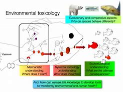 Image result for Ecotoxicology