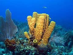 Image result for Tide Pool Sponge