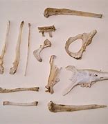 Image result for Rodent Bones