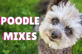 Image result for Cute Poodle Mixes