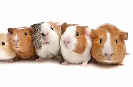 Image result for Guinea Pig Skewer