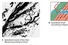 Image result for Infundibulum Nose