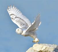 Image result for Snowy Owl Size