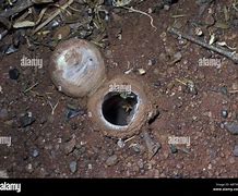 Image result for Trap Door Spider New England