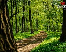 Image result for Forrest Core Path