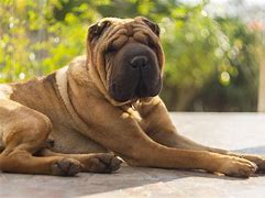 Image result for Shar Pei Adult