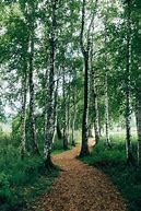 Image result for Fall Wood Path Dirt