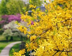 Image result for Bushes with Yellow Flowers Shrubs