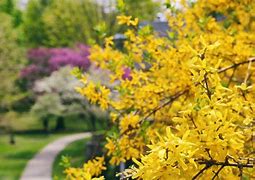 Image result for Bright Yellow Green Shrubs