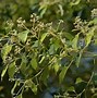 Image result for Camphor Plant Uses