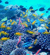 Image result for Ocean Fish Conservation