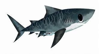 Image result for Tiger Shark PFP