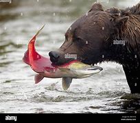 Image result for Brown Bear Catching Fish