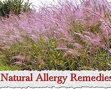 Image result for Natural Allergy Remedies