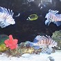 Image result for Aquarium of Boise