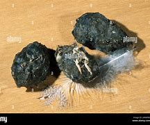 Image result for Dormouse Teeth in Owl Pellets