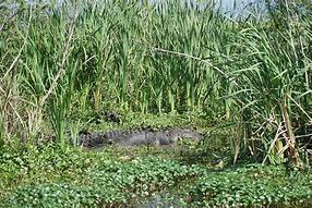 Image result for Alligator Swamp