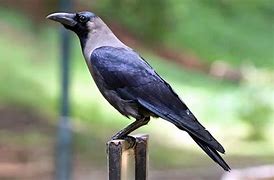 Image result for Bird Toobs with Crows