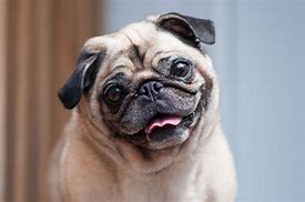 Image result for Thanksgiving Pug