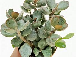 Image result for Adromischus Cactus