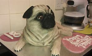 Image result for Pug Dog in Box