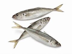 Image result for Frozen Mackerel Bait