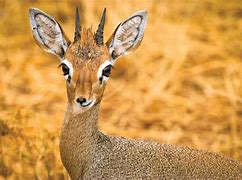 Image result for Dik Dik Nose