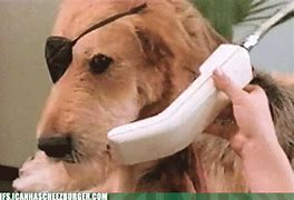 Image result for Banner Dog Meme GIF