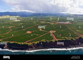 Image result for Hawaii Coffee Farm