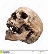 Image result for Tiger Skull Closed Mouth