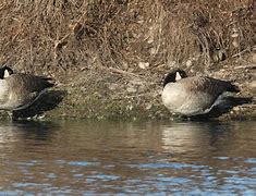 Image result for Branta