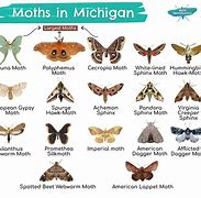 Image result for Florida Brown Moth