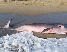 Image result for Small Whale Species