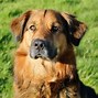 Image result for Golden Shepherd Images