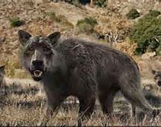 Image result for Dire Wolf Extinct