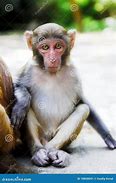 Image result for Macaque Cute